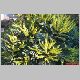 mahonia hybride 4.jpg